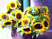 Eastern Market, DC - Sunflowers in Barrel Eastern Market, DC - Sunflowers in Barrel